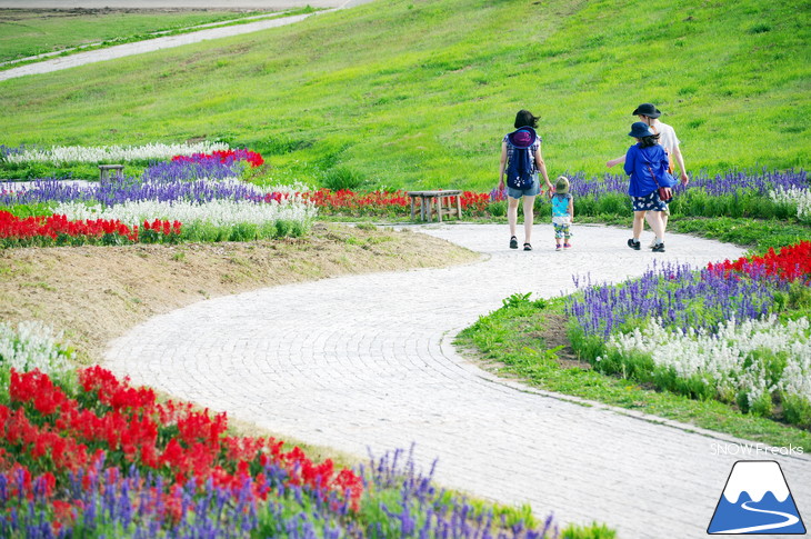 カメラを片手に夏の中富良野～上富良野・ラベンダー花畑巡り☆